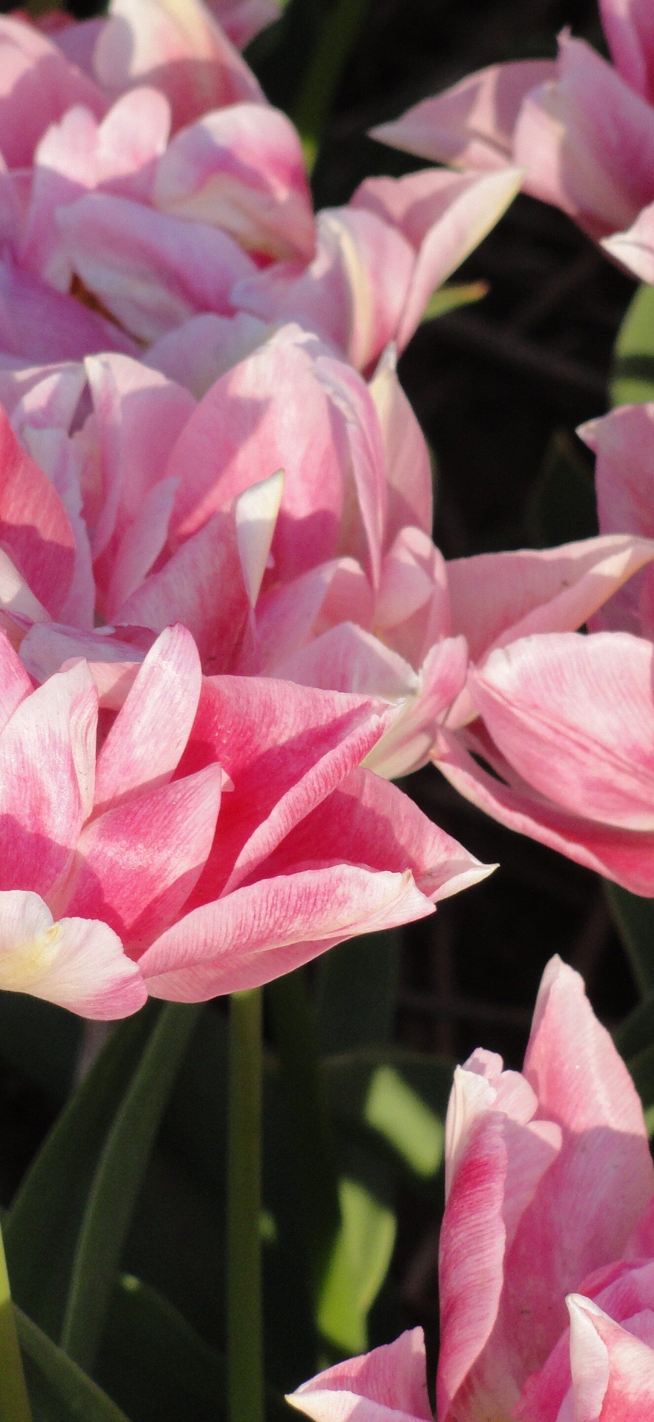 Peach Blossom, Tulpa, foto1
