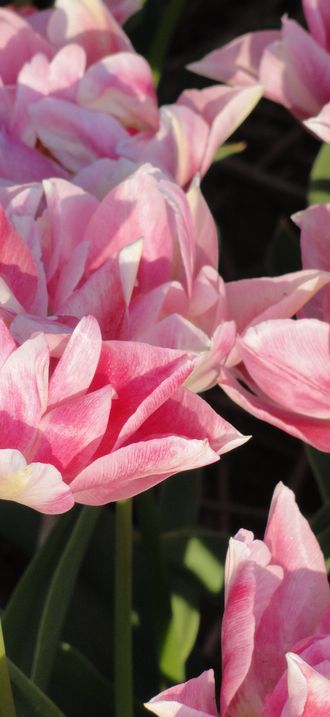Peach Blossom, Tulpa, foto1