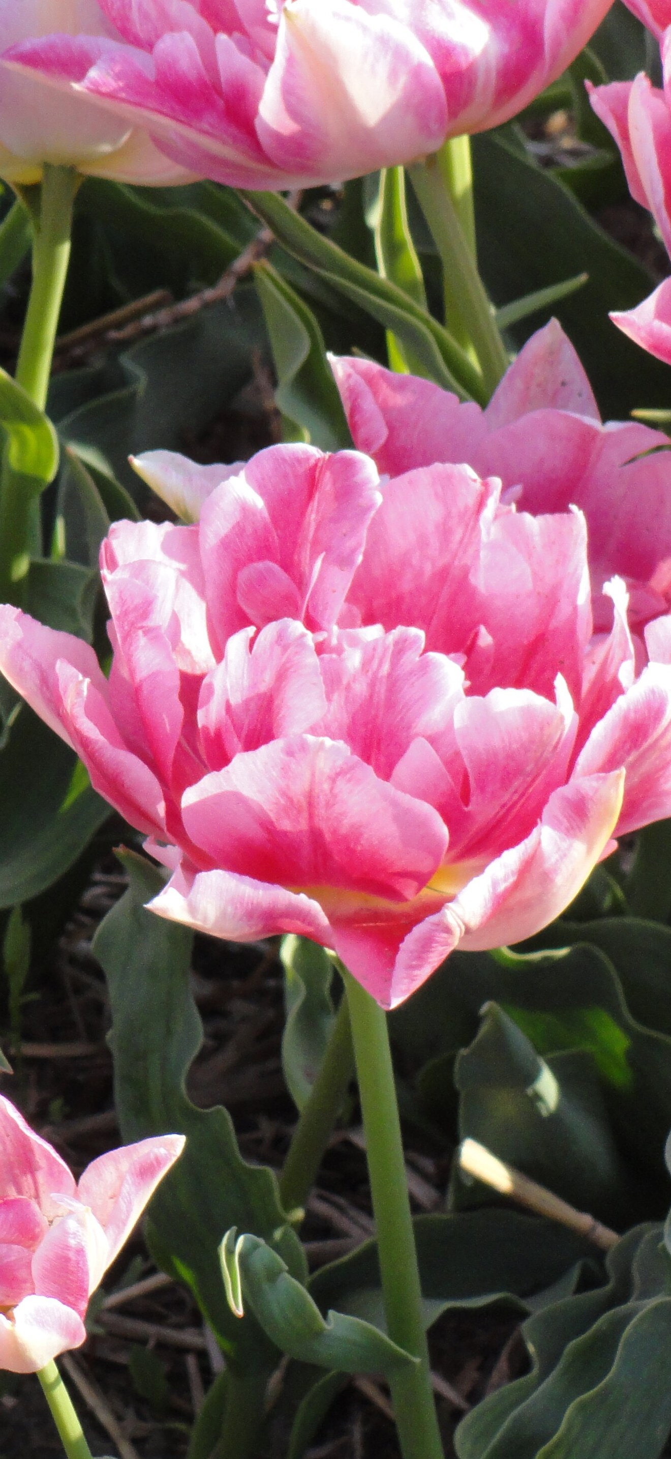 Peach Blossom, Tulpa, foto2