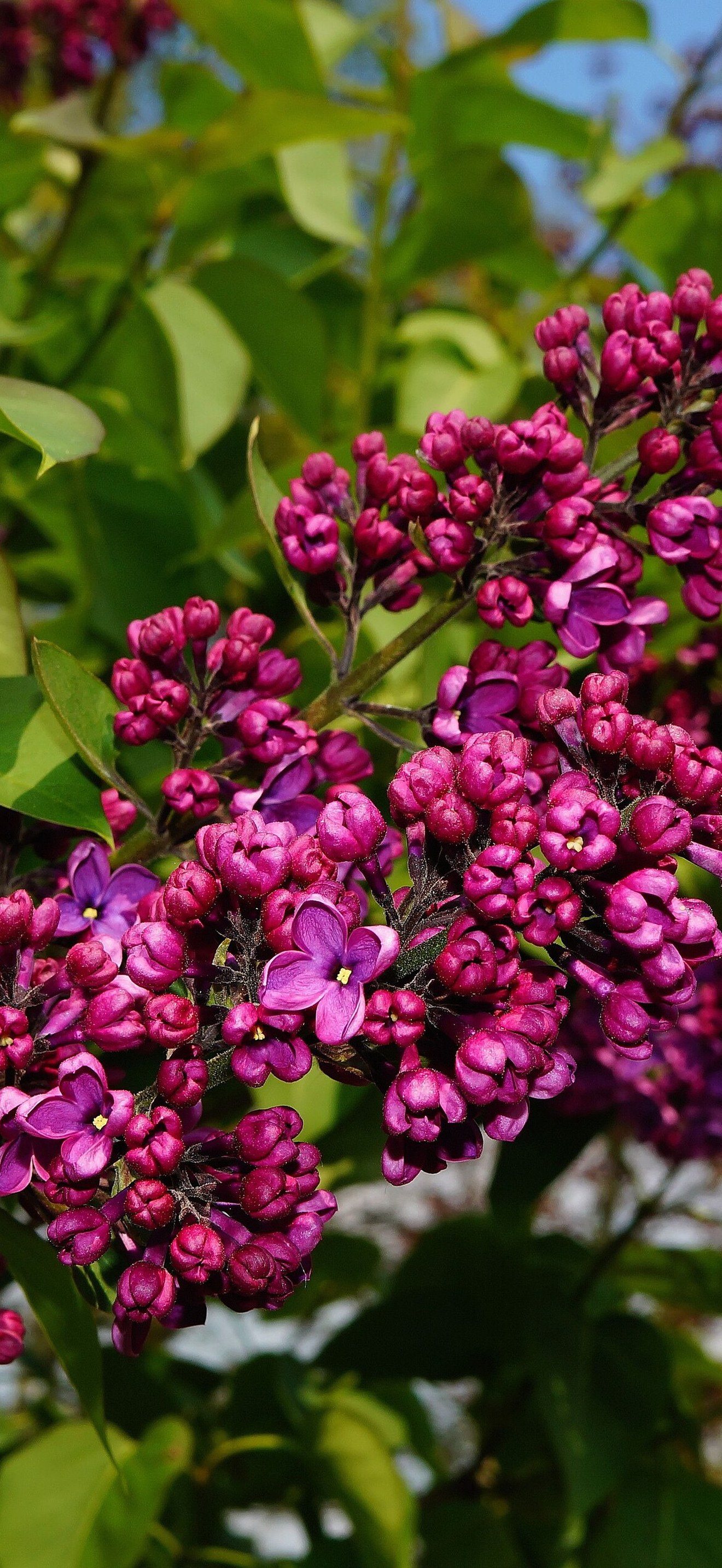 Lilac