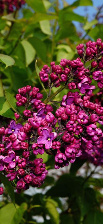 Lilac