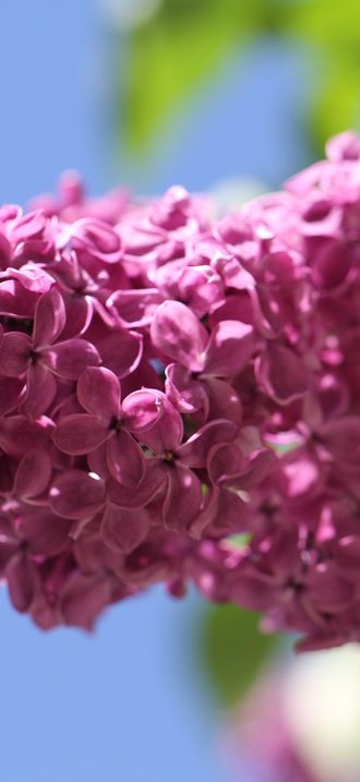 Lilac