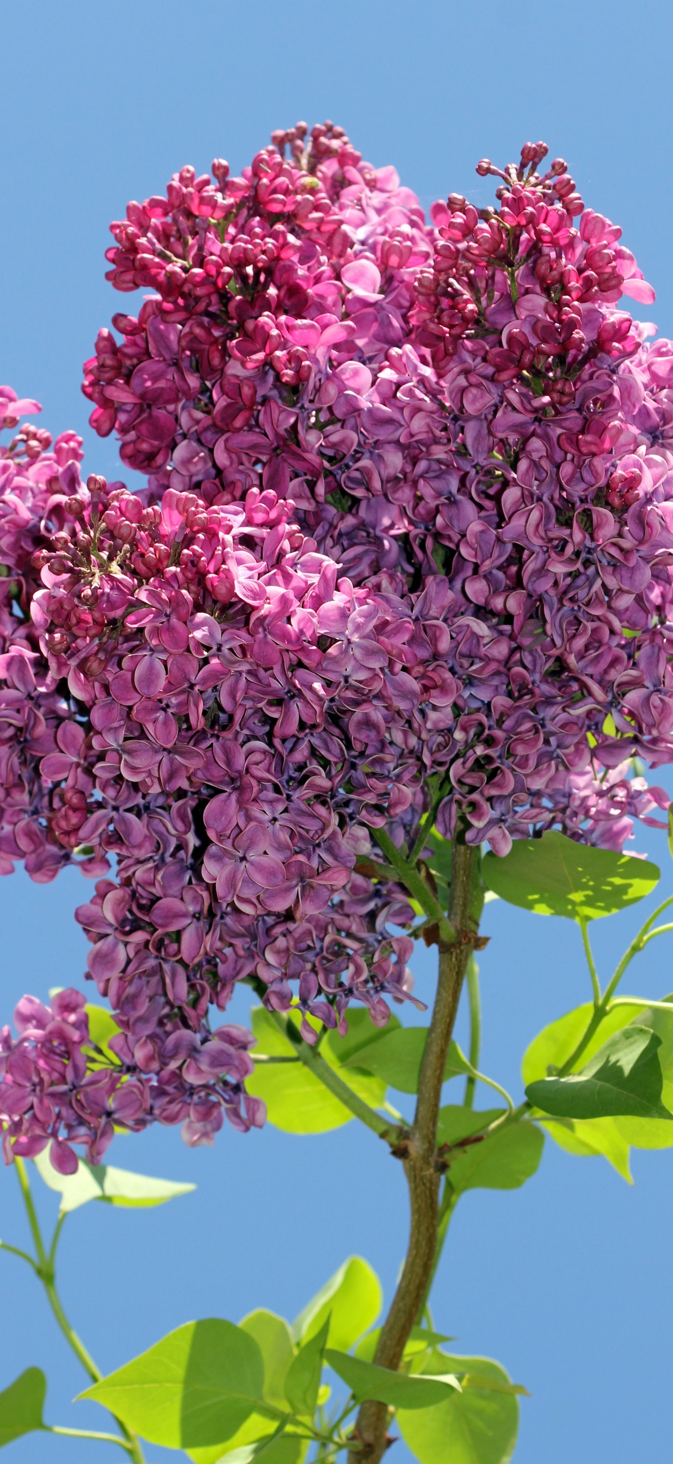 Syringa vulgaris 2015 G1