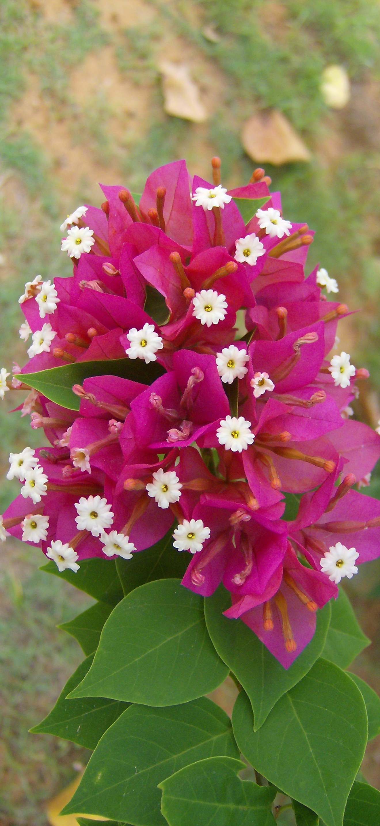 Trinitaria (Bougainvillea)