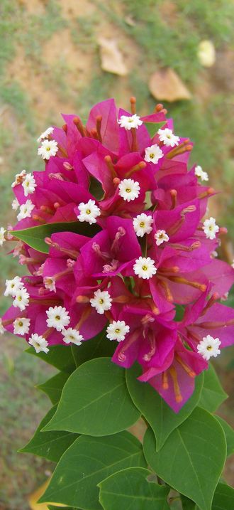 Trinitaria (Bougainvillea)