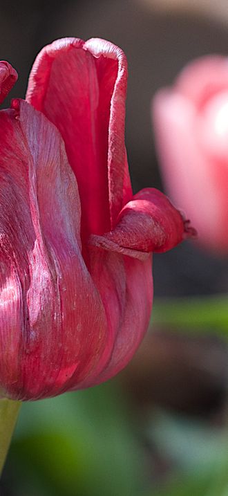 2017-365-100 That Pesky Little Tulip Kid