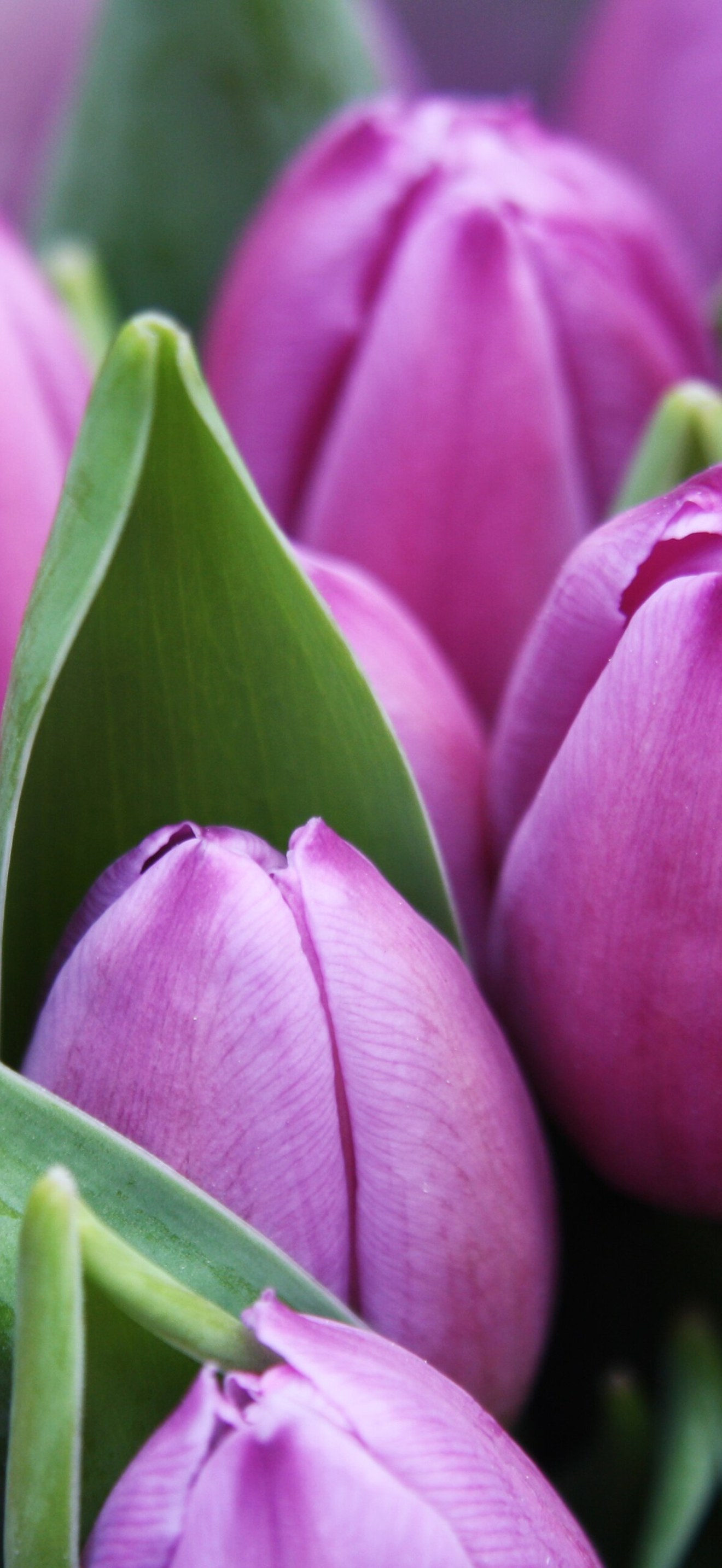 Tulip season