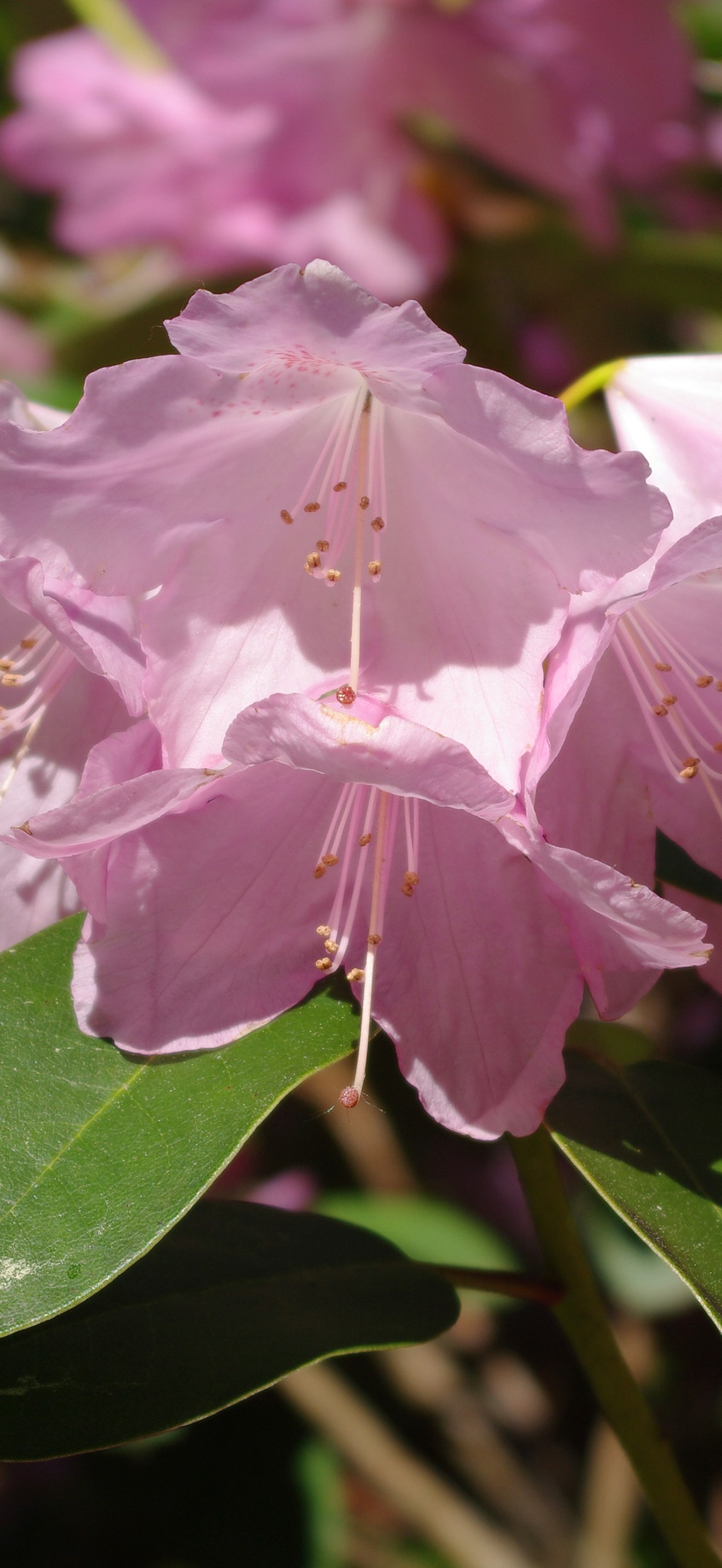Rhododendron williamsianum (flower)