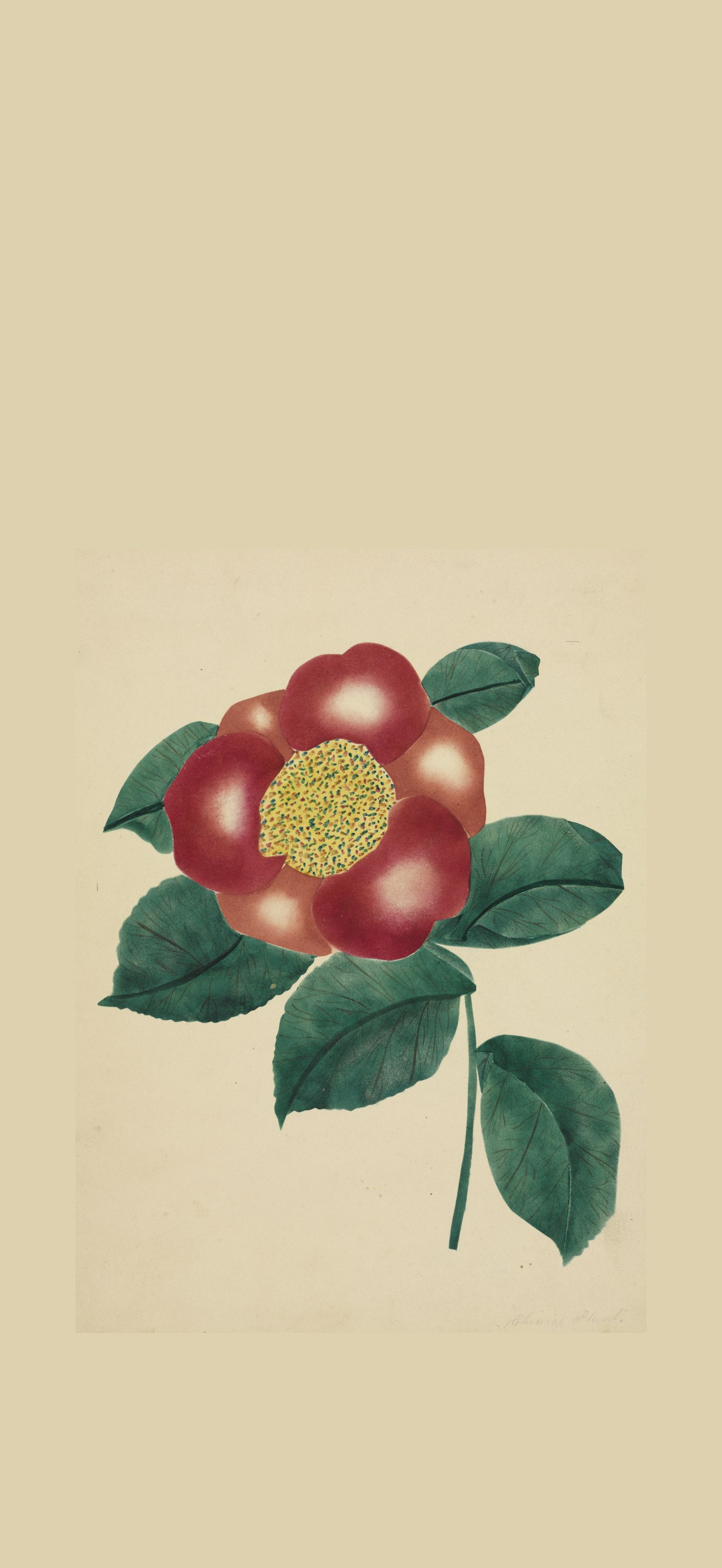 Chinese Flower