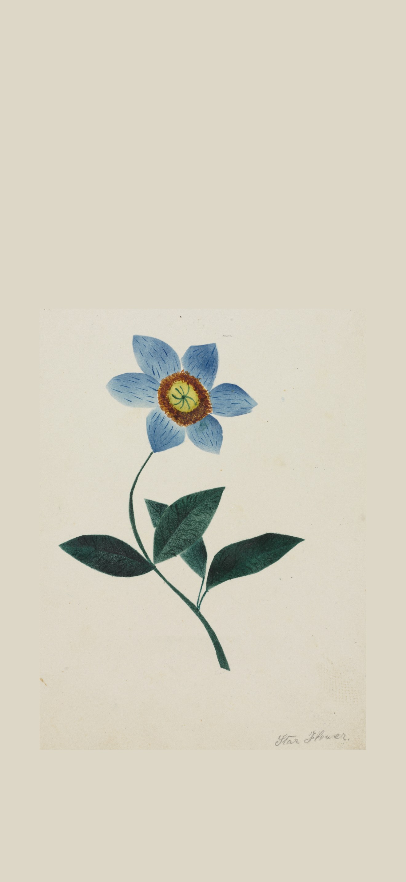 Star Flower
