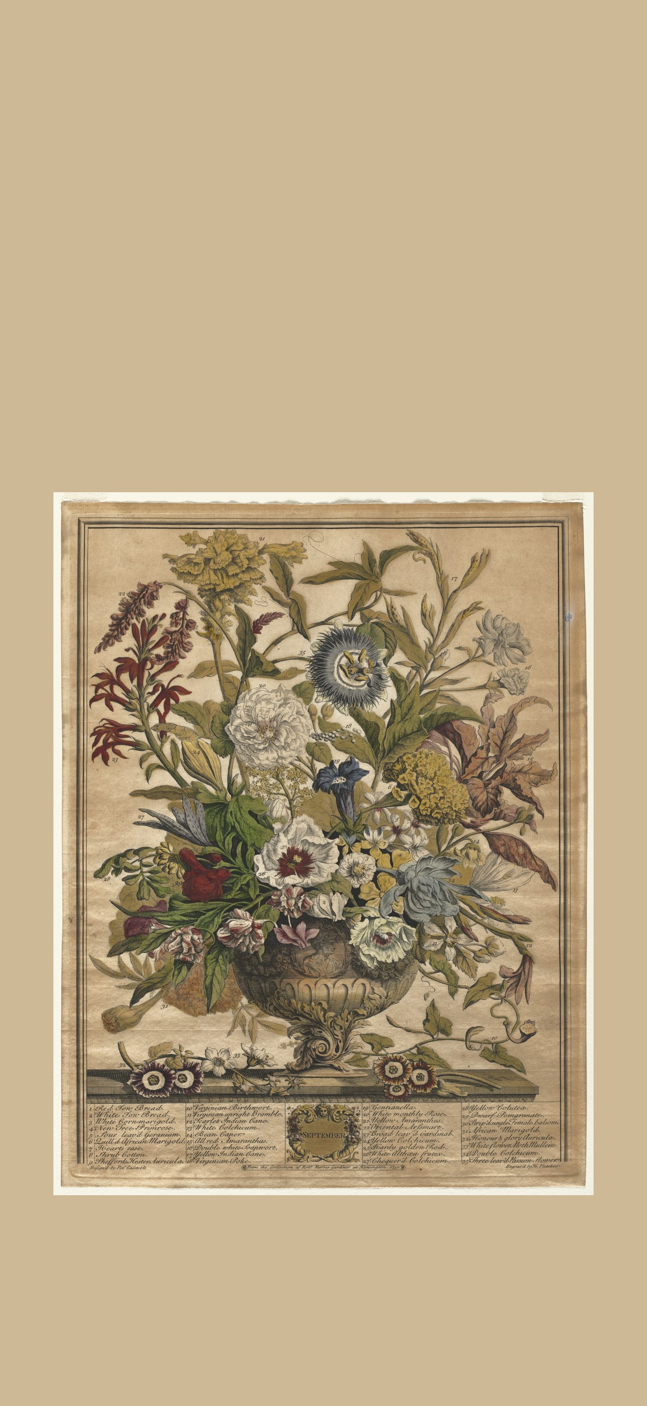 Twelve Months of Flowers:  September