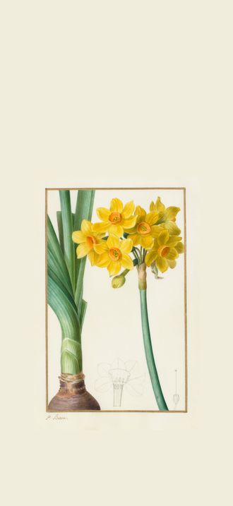Polyanthus or Cluster Narcissus