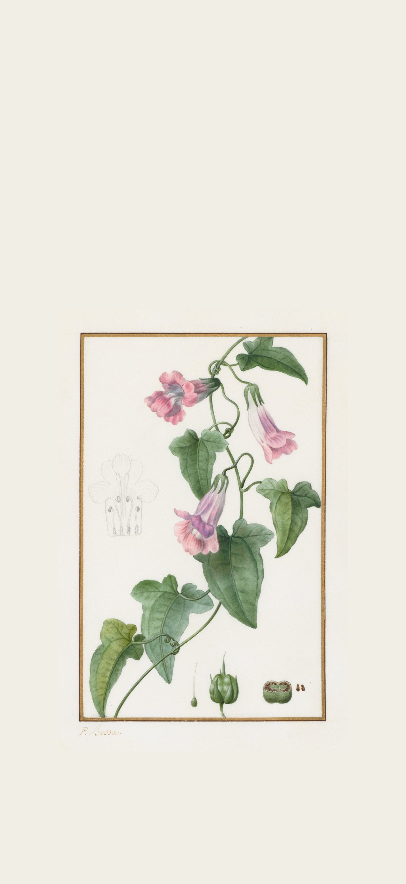 (Botanical: Maurándia semperflorens)
