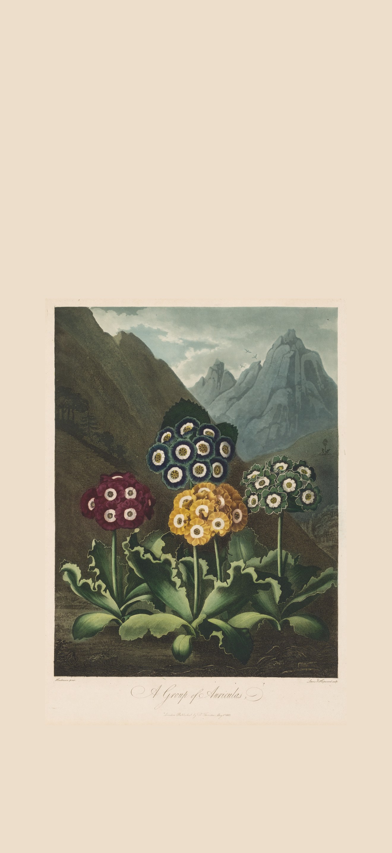 The Temple of Flora, or Garden of Nature:  A Group of Auriculas