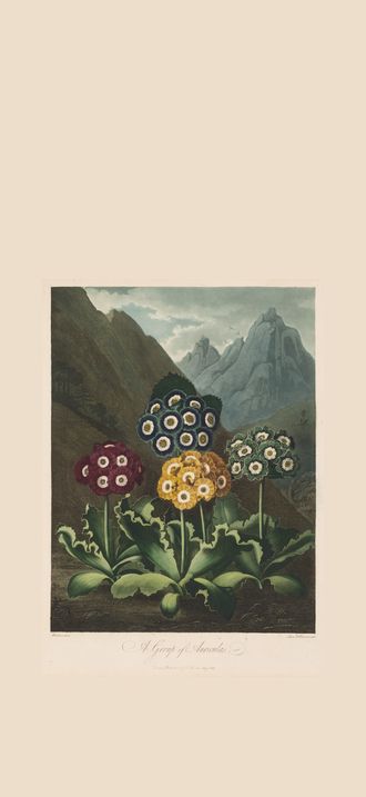 The Temple of Flora, or Garden of Nature:  A Group of Auriculas