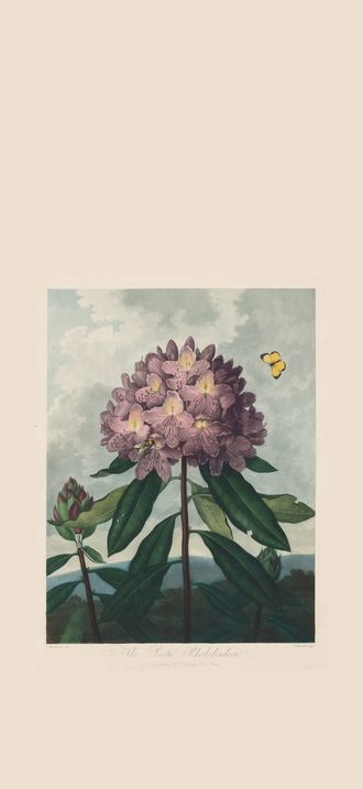 The Temple of Flora, or Garden of Nature:  The Pontic Rhododendron