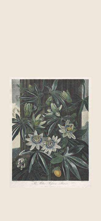 The Temple of Flora, or Garden of Nature:  The Blue Passion Flower