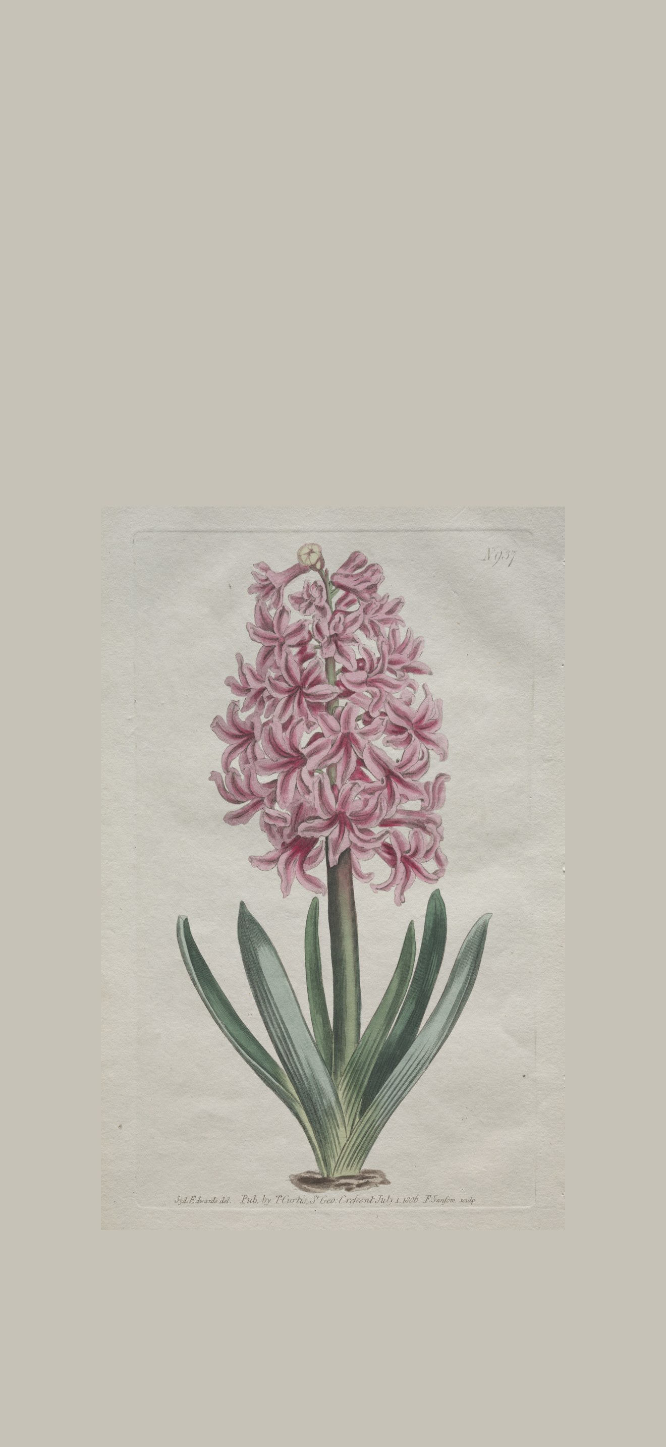 The Botanical Magazine or Flower Garden Displayed:  Garden Hyacinth