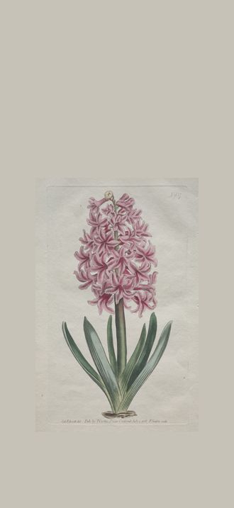 The Botanical Magazine or Flower Garden Displayed:  Garden Hyacinth