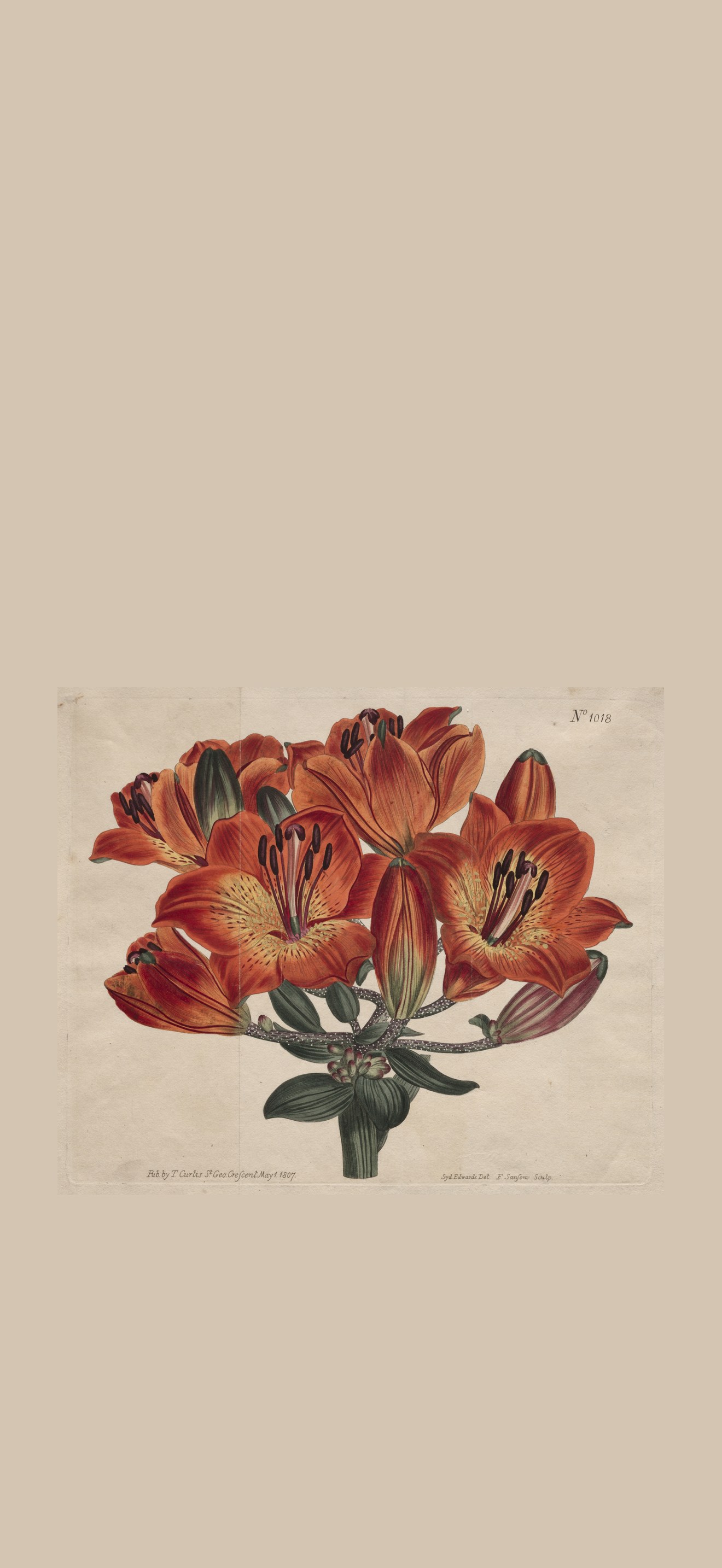 The Botanical Magazine or Flower Garden Displayed:  Umbel-Flowering Bulb-Bearing Orange-Li