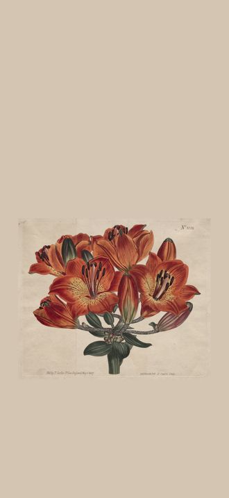 The Botanical Magazine or Flower Garden Displayed:  Umbel-Flowering Bulb-Bearing Orange-Li