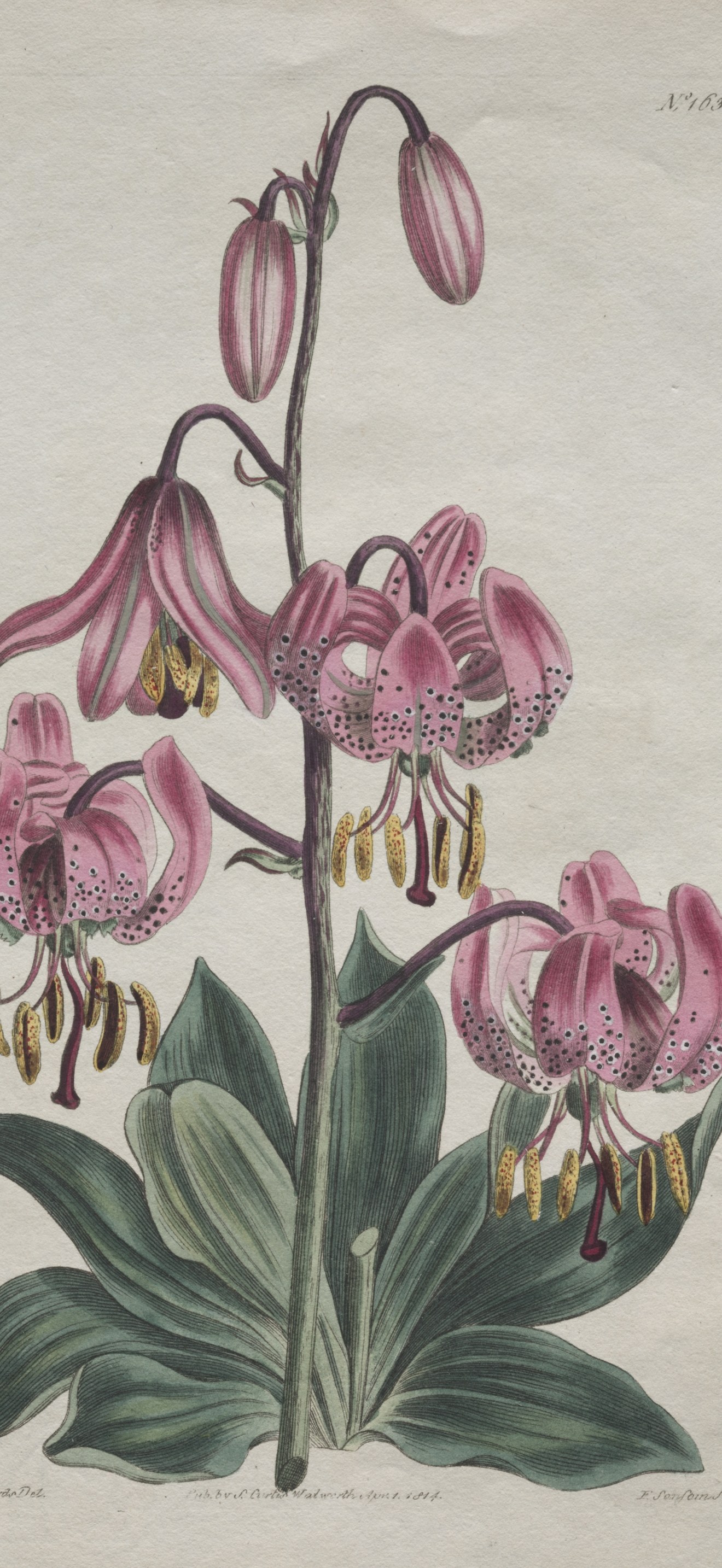 The Botanical Magazine or Flower Garden Displayed:  Smooth-stalked Martagon, Turk's Cap Li