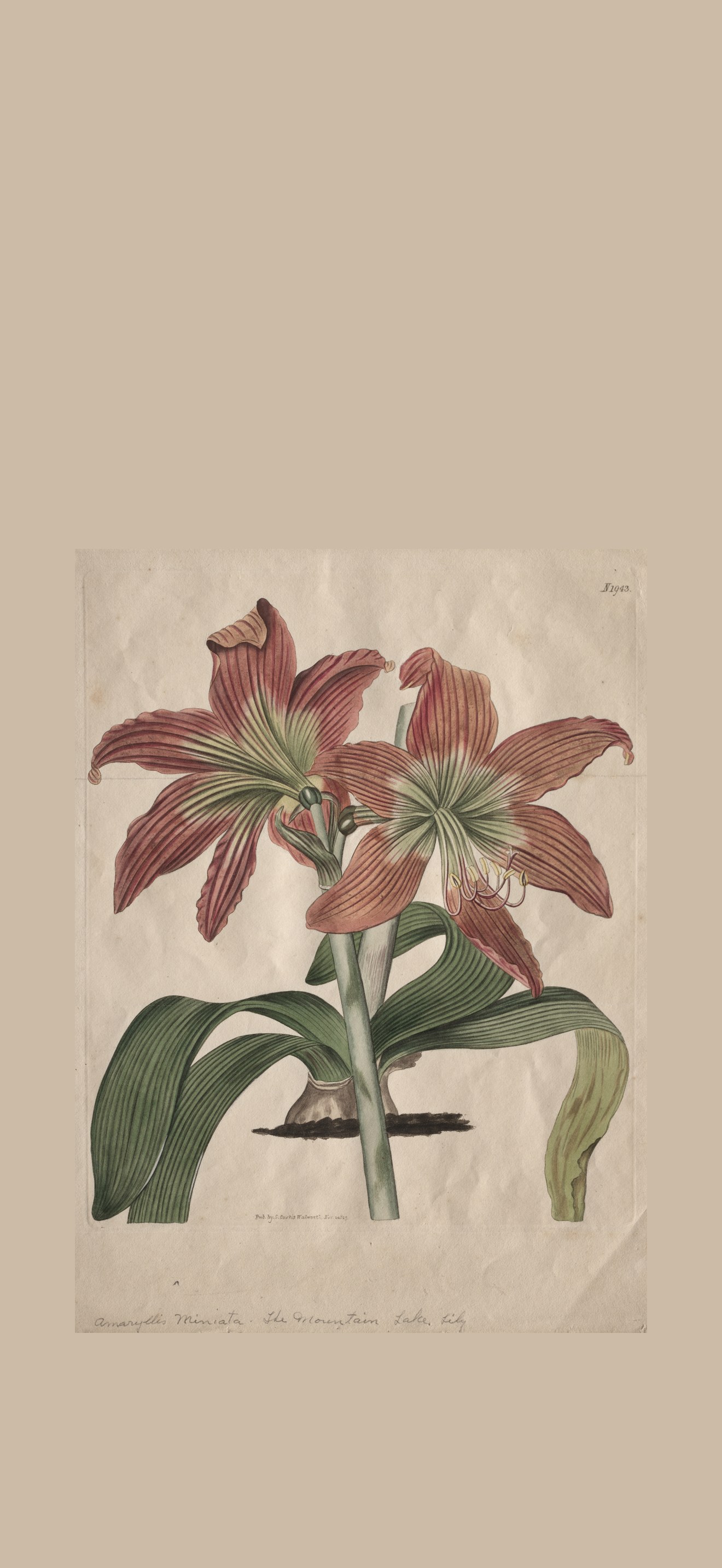 The Botanical Magazine or Flower Garden Displayed:  The Mountain Lake Lily