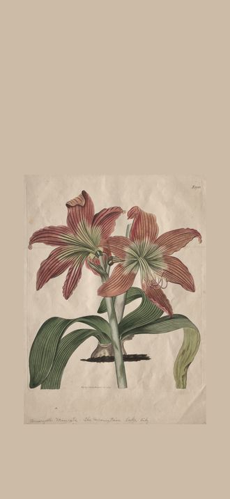 The Botanical Magazine or Flower Garden Displayed:  The Mountain Lake Lily