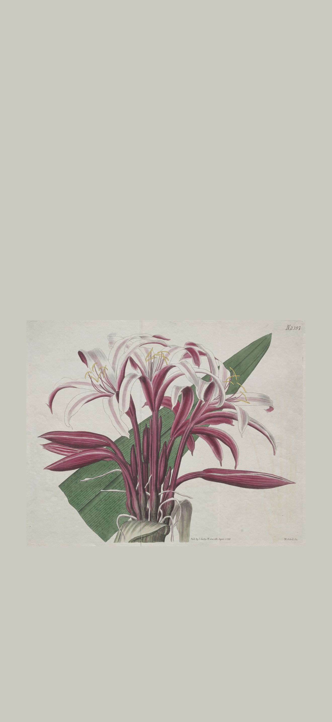 The Botanical Magazine or Flower Garden Displayed:  Stately Crinum