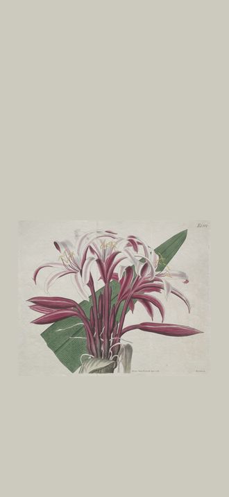 The Botanical Magazine or Flower Garden Displayed:  Stately Crinum