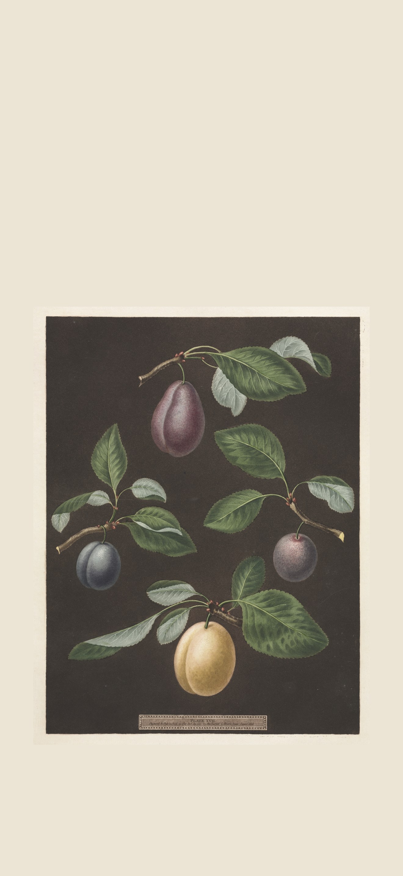 Pomona Britannica:  No. 17 - Plums