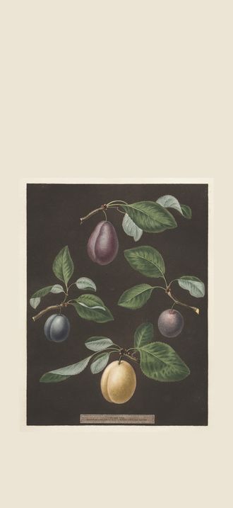Pomona Britannica:  No. 17 - Plums