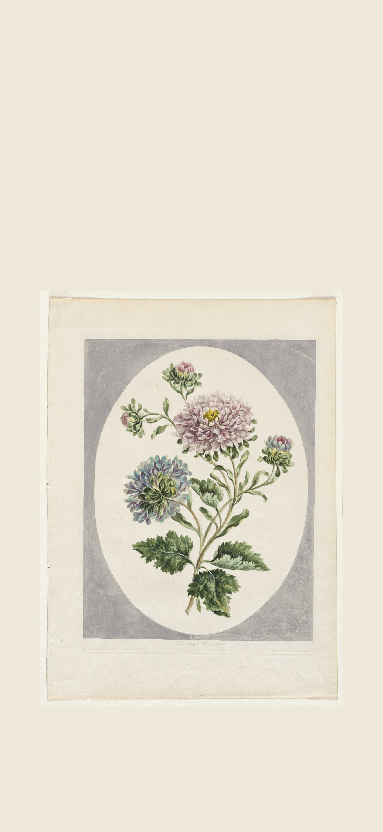 A Collection of Flowers Drawn from Nature:  Large Double China Aster