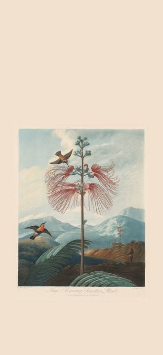 Large Flowering Sensitive Plant, Plate 16