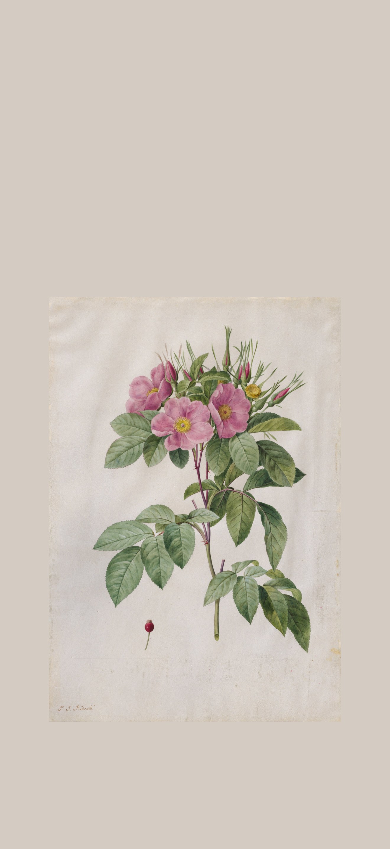 Pasture Rose