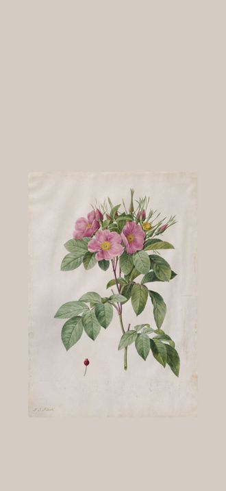 Pasture Rose