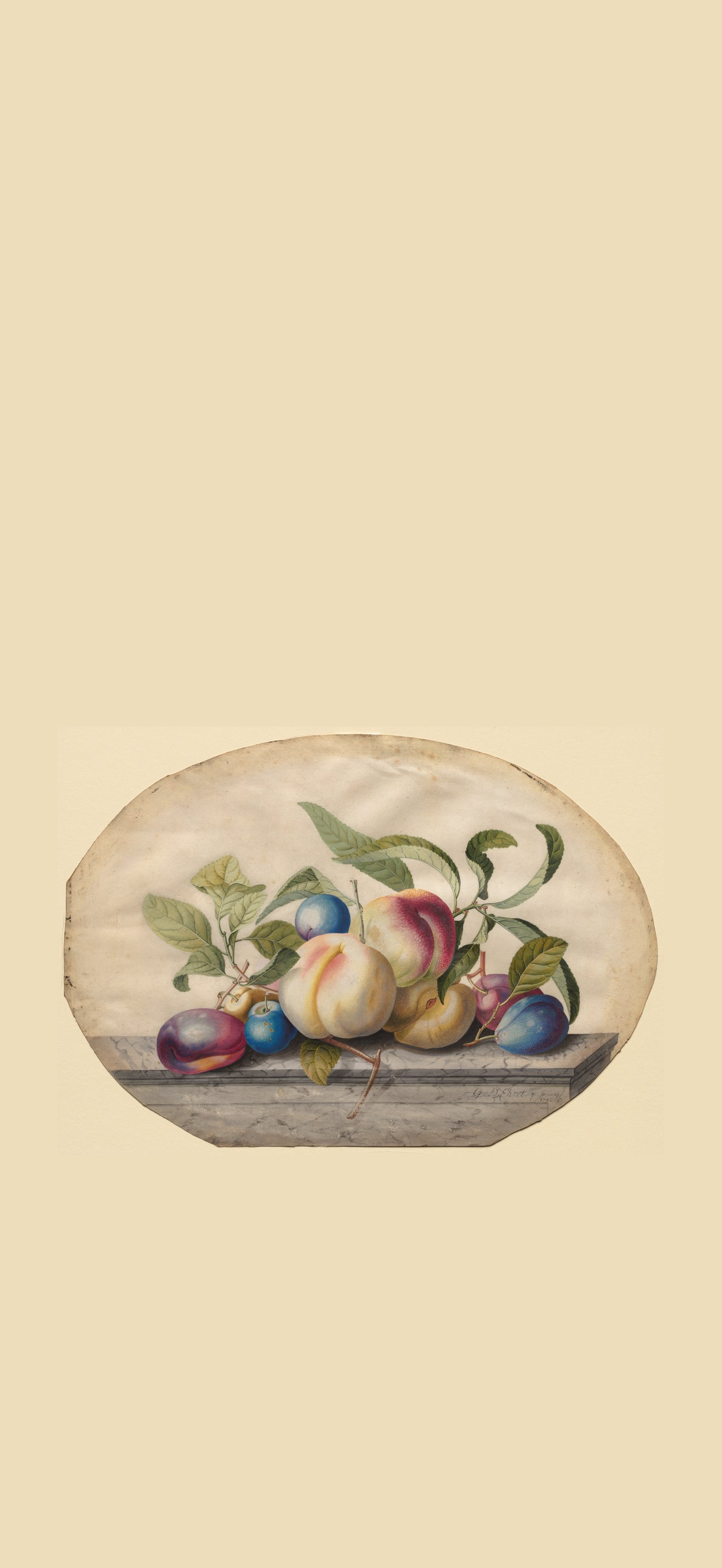 Fruit Arrangement: Peaches and Plumbs on a Slab of Marble