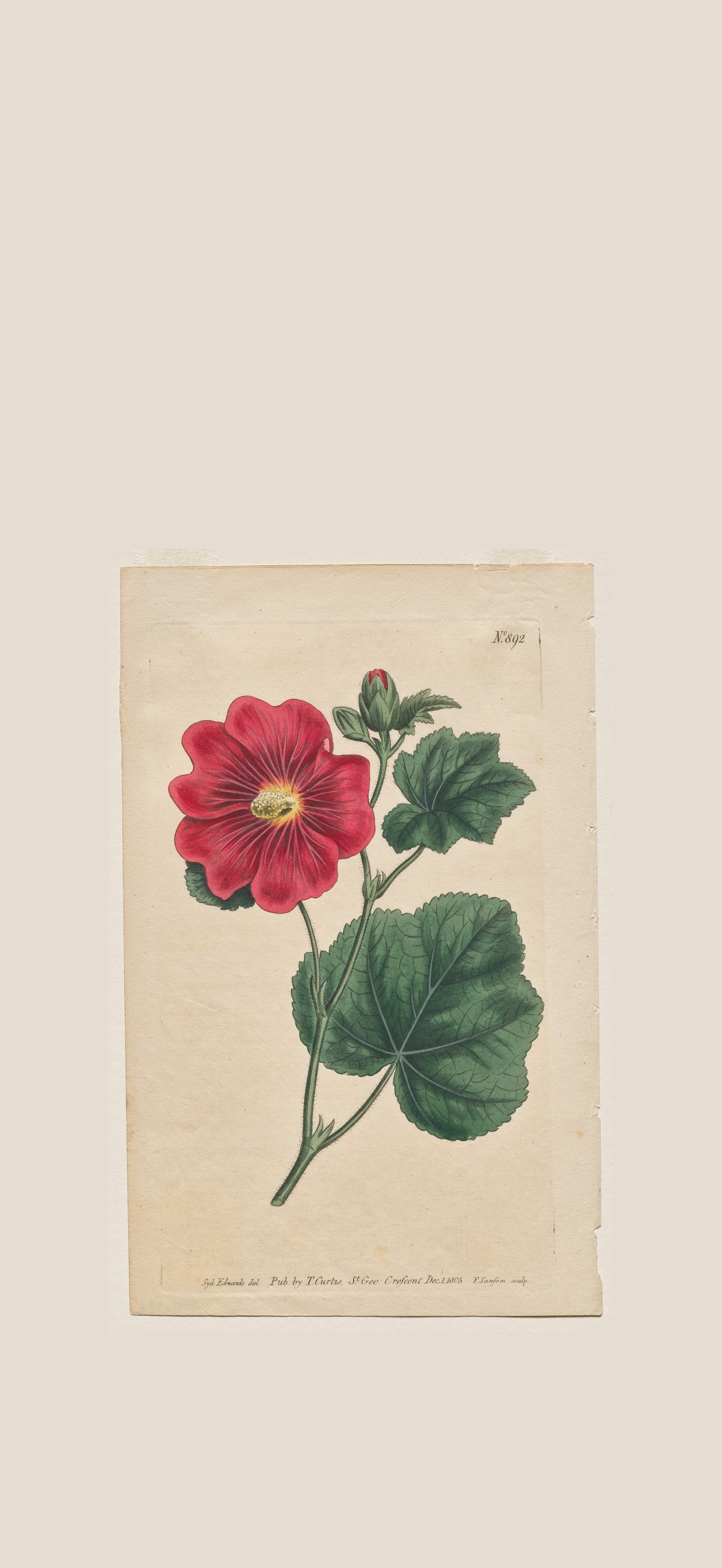 The Botanical Magazine or Flower Garden Displayed: Plate 892, Althaea Flexuosa. Seringapat