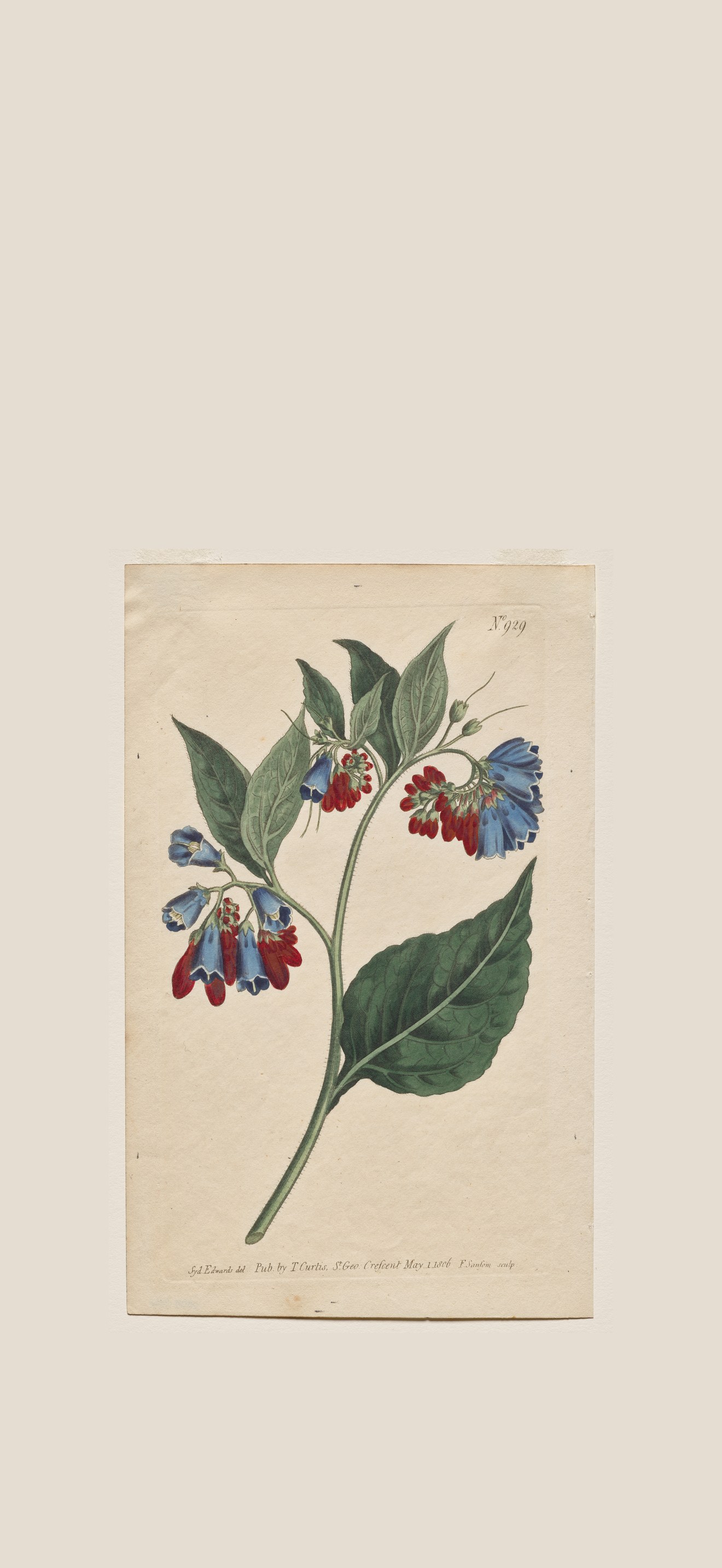 The Botanical Magazine or Flower Garden Displayed: Plate 929, Symphyum Asperrim. Prickley