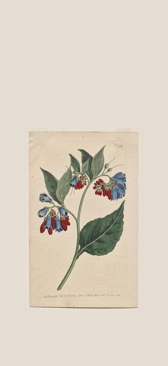 The Botanical Magazine or Flower Garden Displayed: Plate 929, Symphyum Asperrim. Prickley