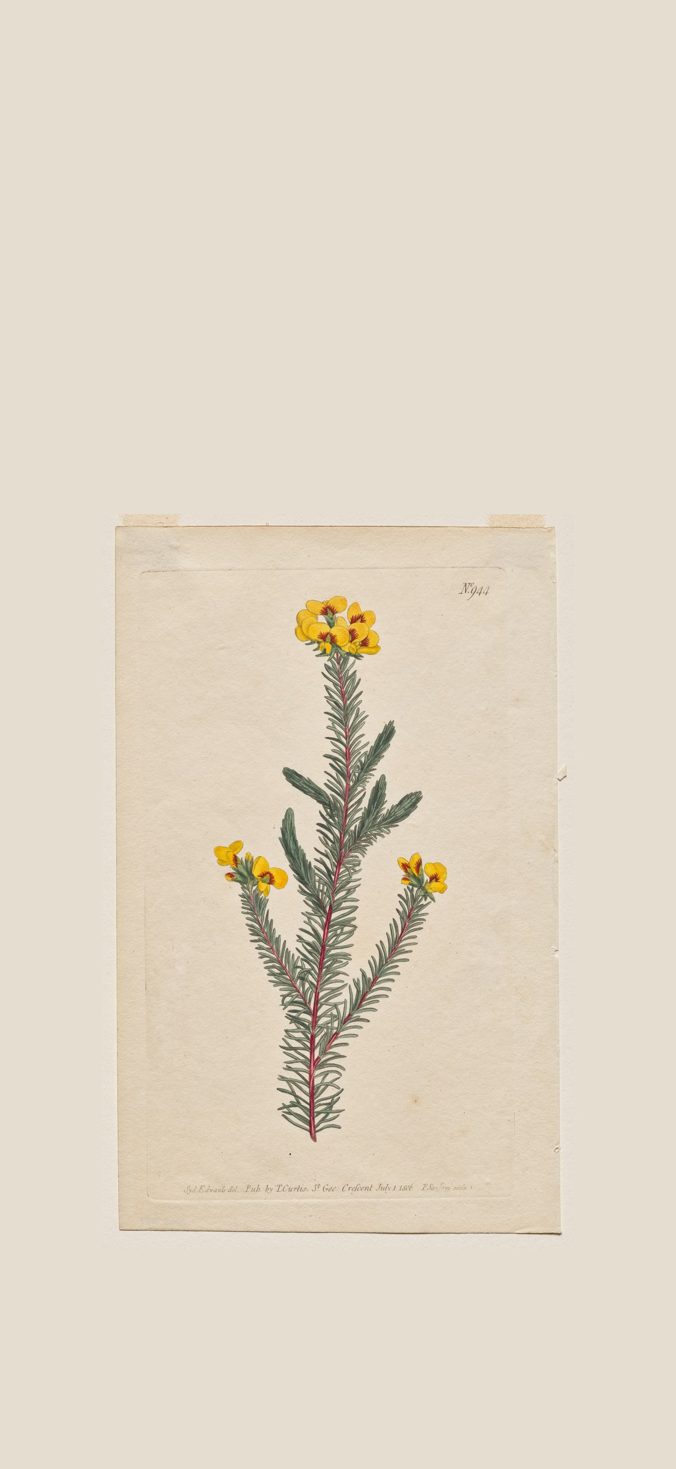 The Botanical Magazine or Flower Garden Displayed: Plate 944, Dillwynia Glaberrima. Smooth