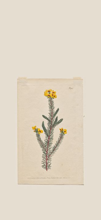 The Botanical Magazine or Flower Garden Displayed: Plate 944, Dillwynia Glaberrima. Smooth