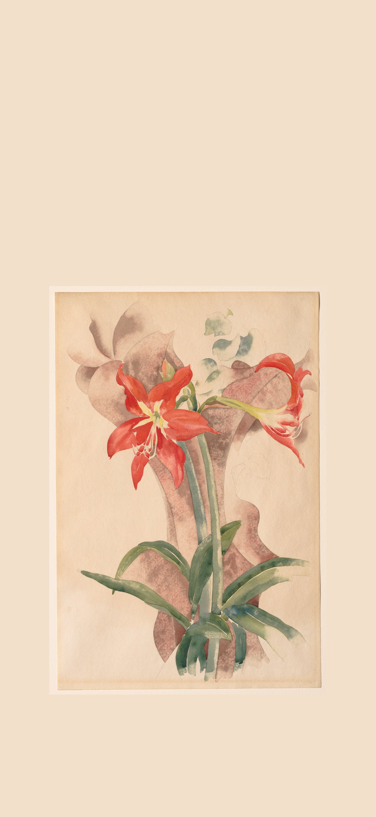 Amaryllis