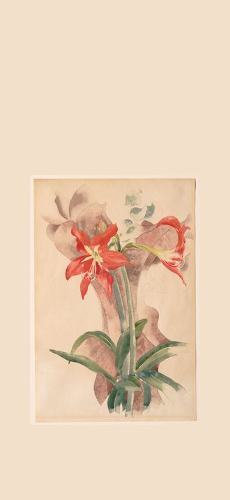 Amaryllis