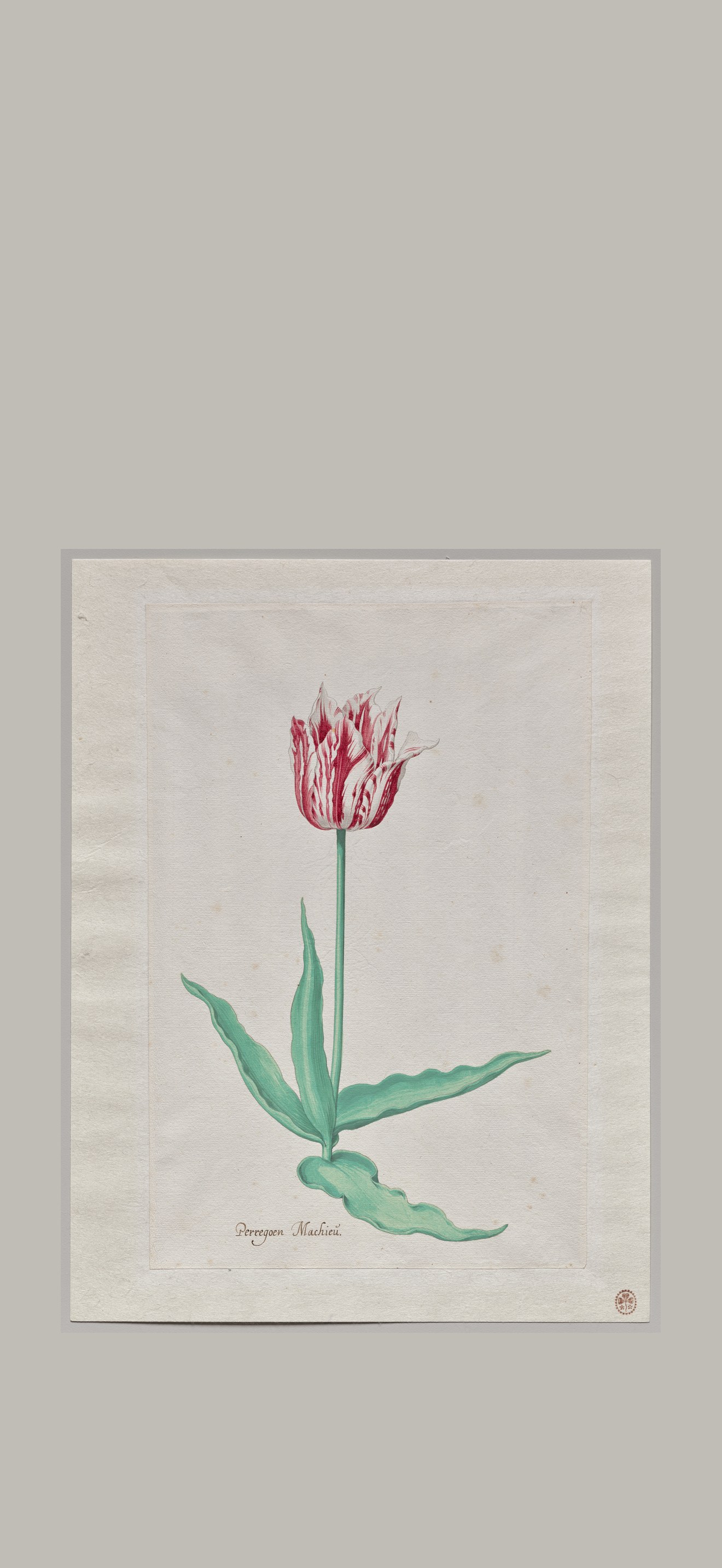 Study of a Tulip