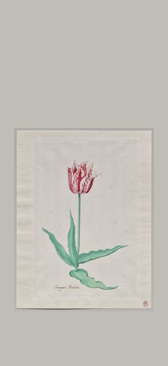 Study of a Tulip