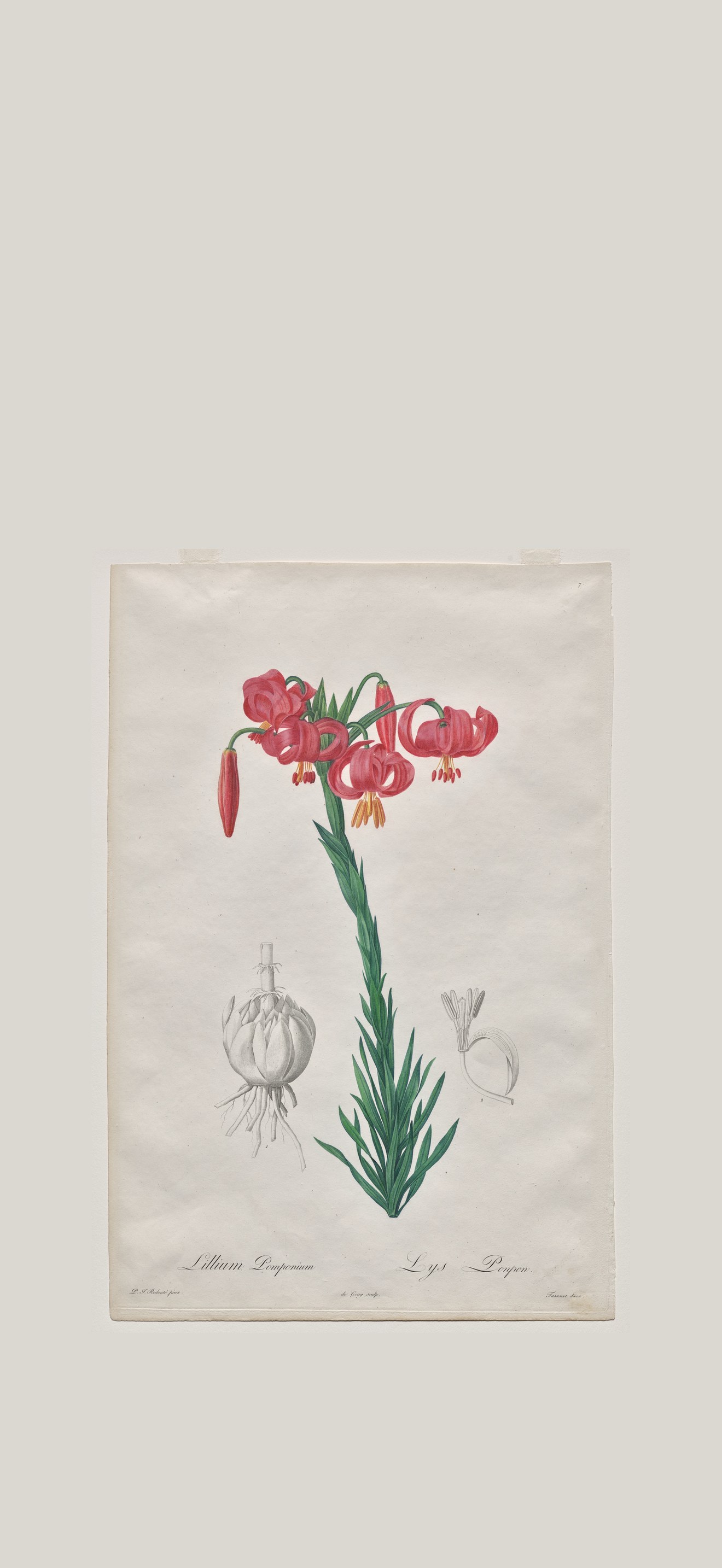 Lillium Pomponium