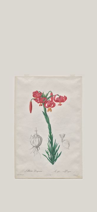 Lillium Pomponium