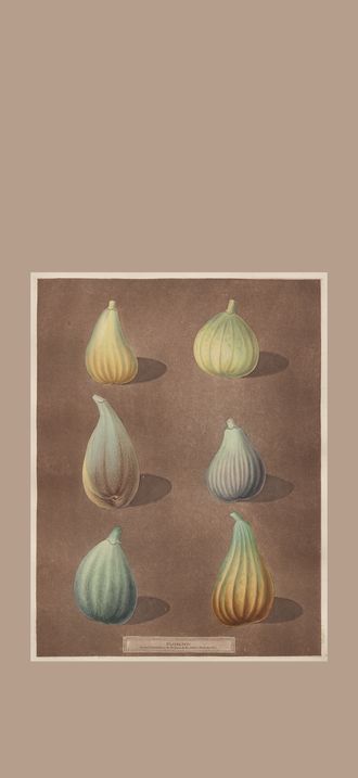 Pomona Britannica: No. 74 - Figs