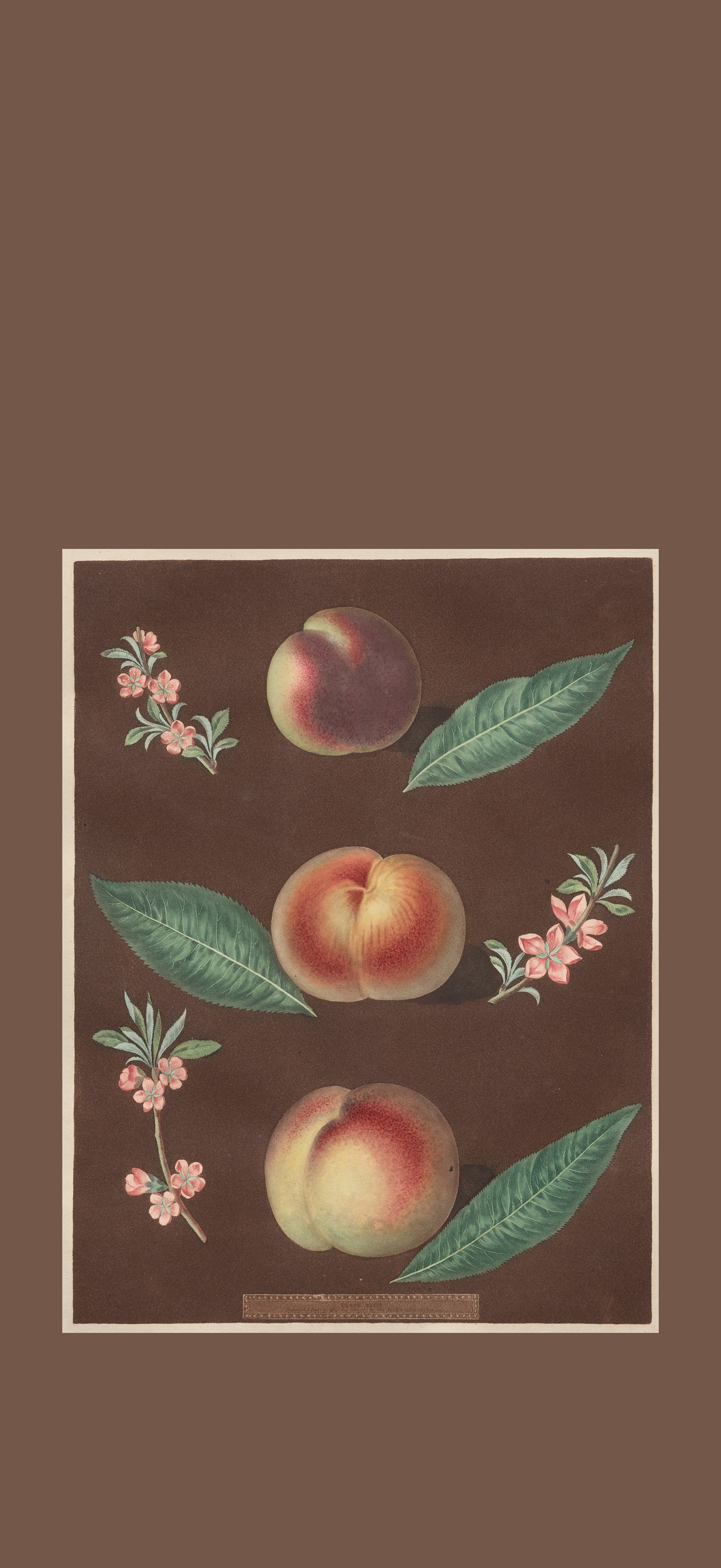 Pomona Britannica: No. 33 - Peaches